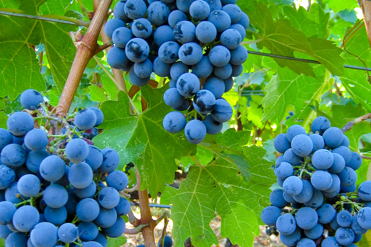 Idaho Winegrape Crop Bounces Back from Small 2015 Harvest
